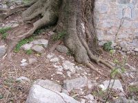 Stablo uz kamenu kuću