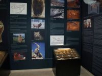 Fosilni nalazi iz spilje Baba