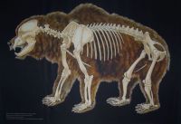 Rekonstrukcija špiljskog medvjeda